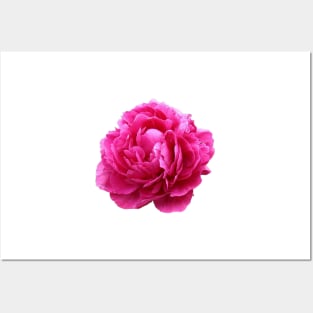 Pink peony Posters and Art